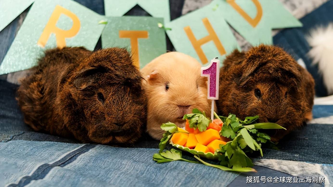 给宠物过生日好奢华都在买这些礼物开元棋牌app英国人也太会了！(图2)